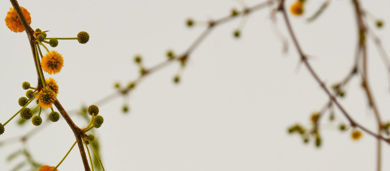 gfl Cosmos standard in four principles